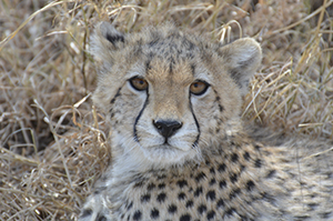 Cheetah cub - Serengeti
